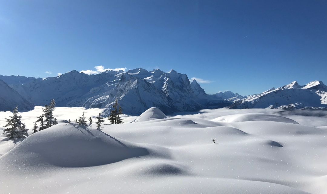 Flora und Fauna im Winter